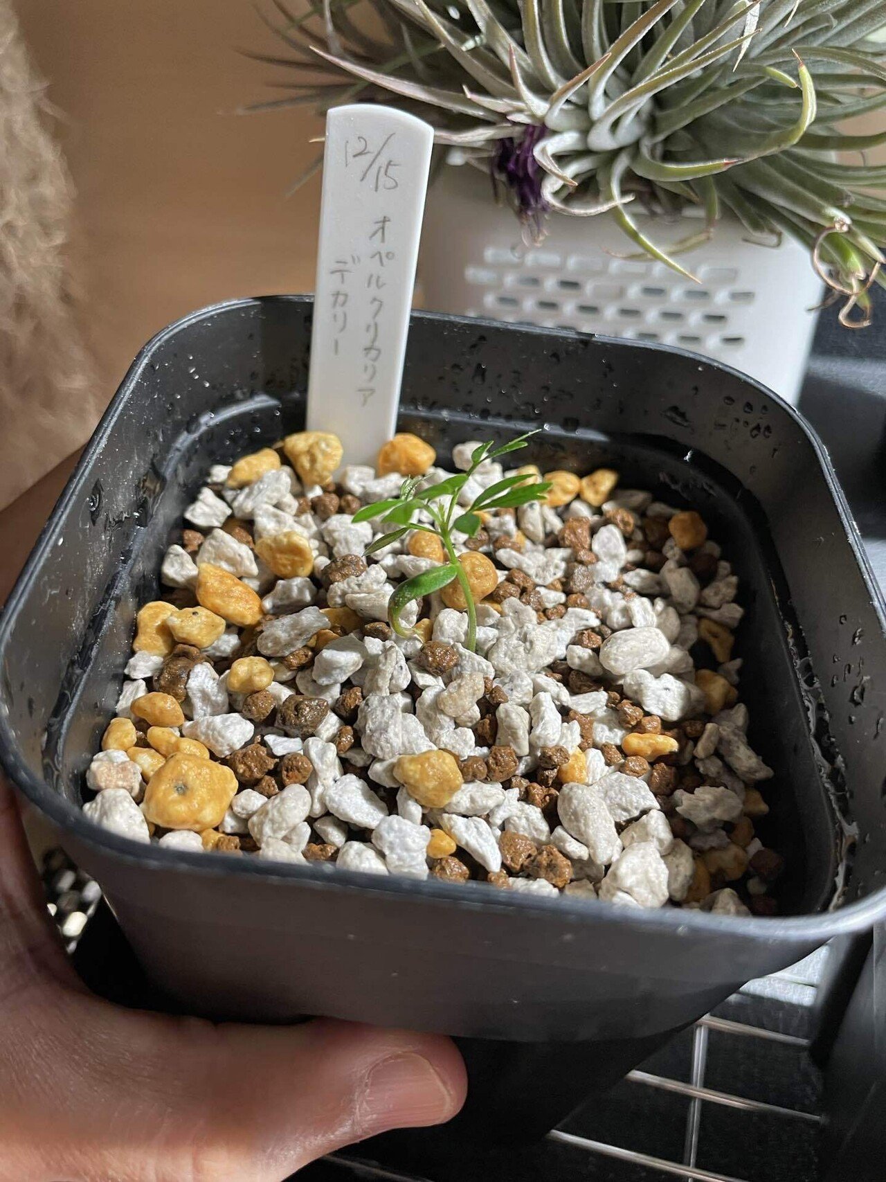 植物紹介(オペルクリカリア デカリー)｜半人前育成者