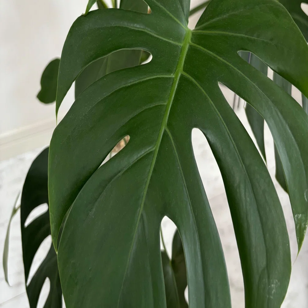 緑のある暮らし｜私の観葉植物図鑑｜いきものチャン