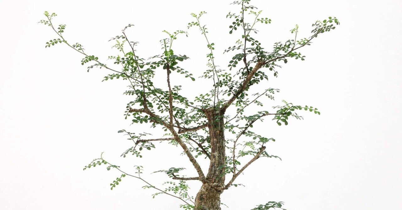 植物紹介(オペルクリカリア デカリー)｜半人前育成者