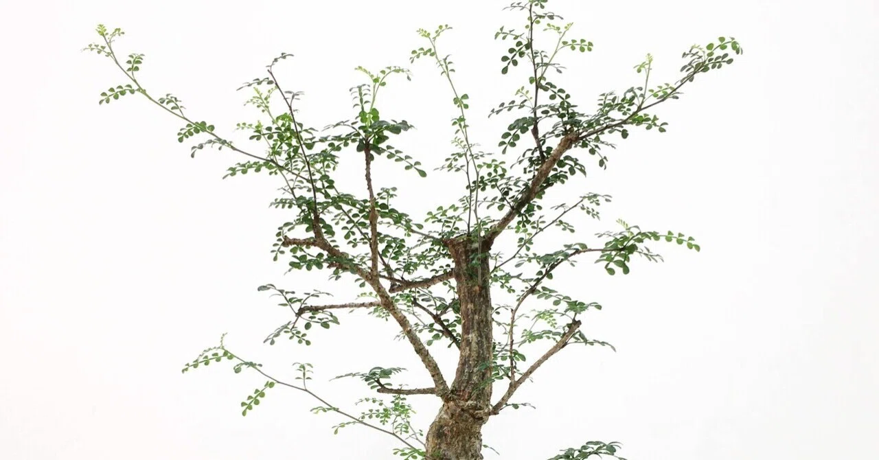 植物紹介(オペルクリカリア デカリー)｜半人前育成者
