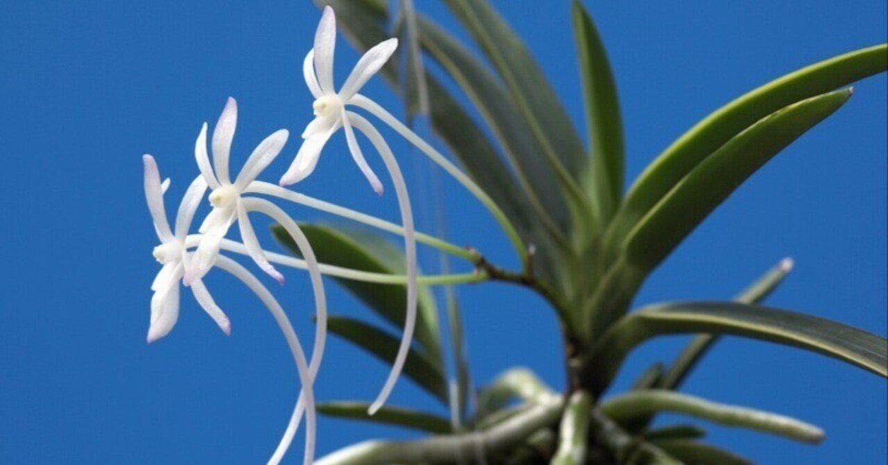富貴蘭　必見！!友禅錦覆輪 富貴蘭 必見！!友禅錦覆輪 富貴蘭 友禅錦