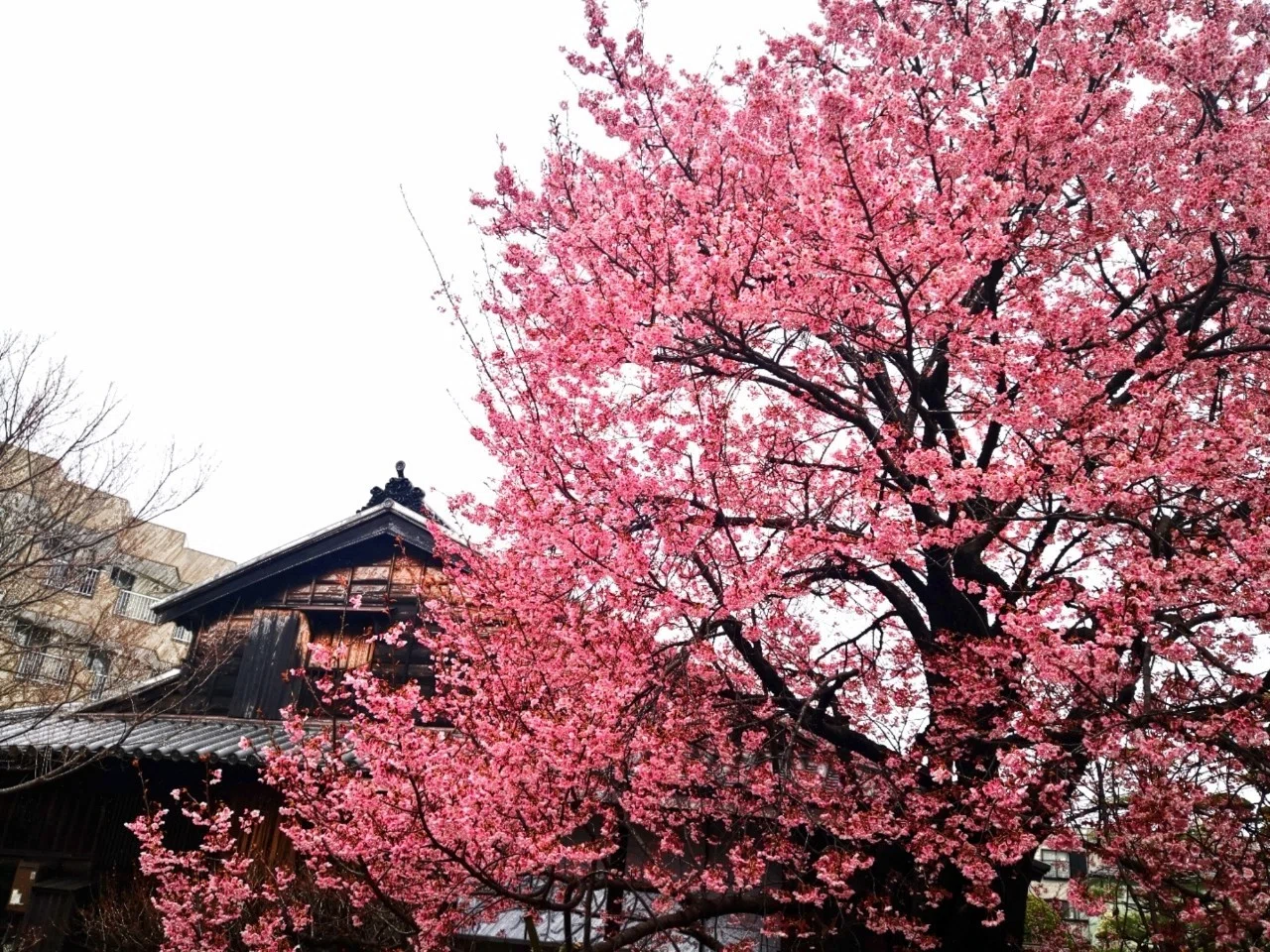 蜂須賀桜 高橋誠 Note 蜂須賀桜 高橋誠 Note