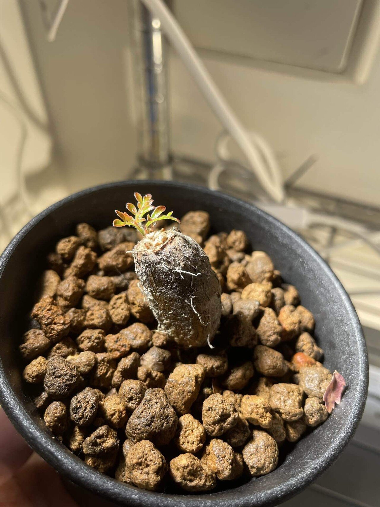 植物紹介(オペルクリカリア デカリー)｜半人前育成者