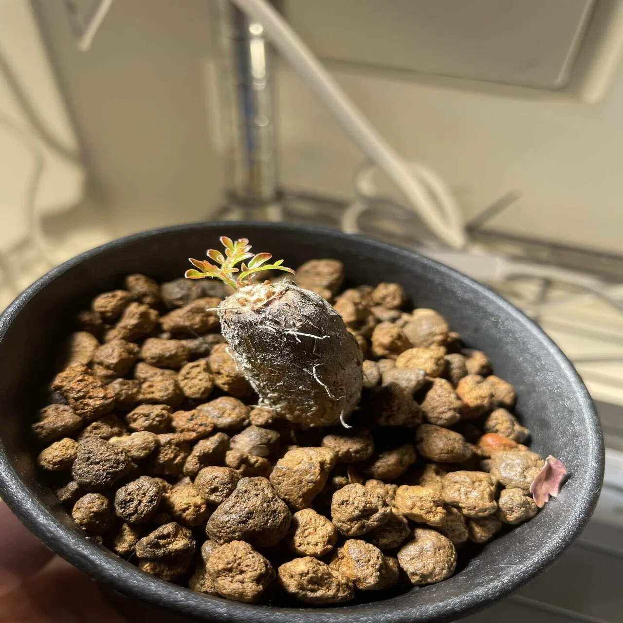 植物紹介(オペルクリカリア デカリー)｜半人前育成者