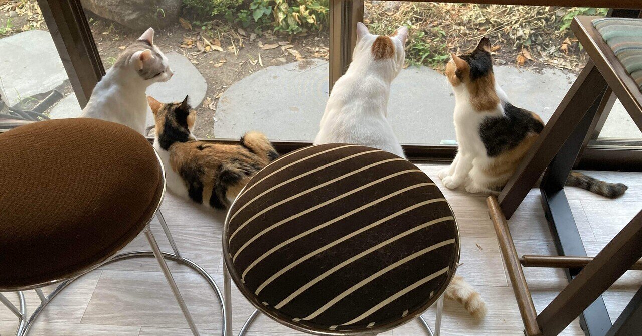 猫A 最終値下げしました！ 八月三日｜古都里の猫