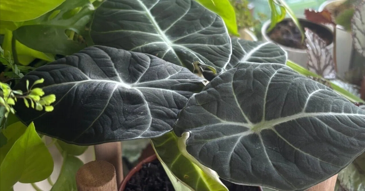 東海圏の植物loverも諦めることなかれ〜アロカシア ブラックベルベット