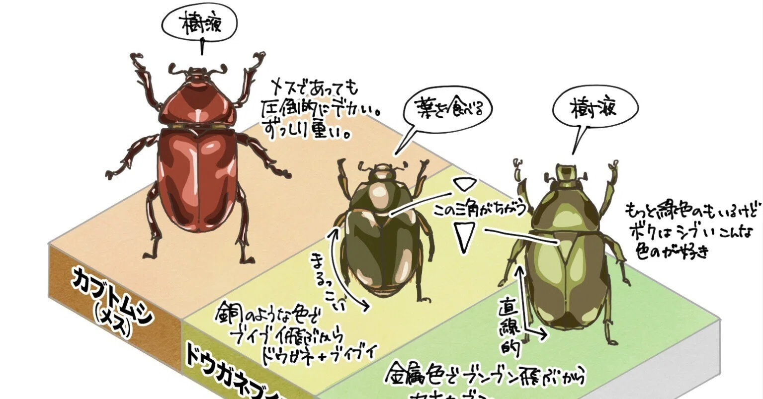 ブイブイ、ブンブン、コガネムシたち｜くますけ｜自然ガイド・クリエイター