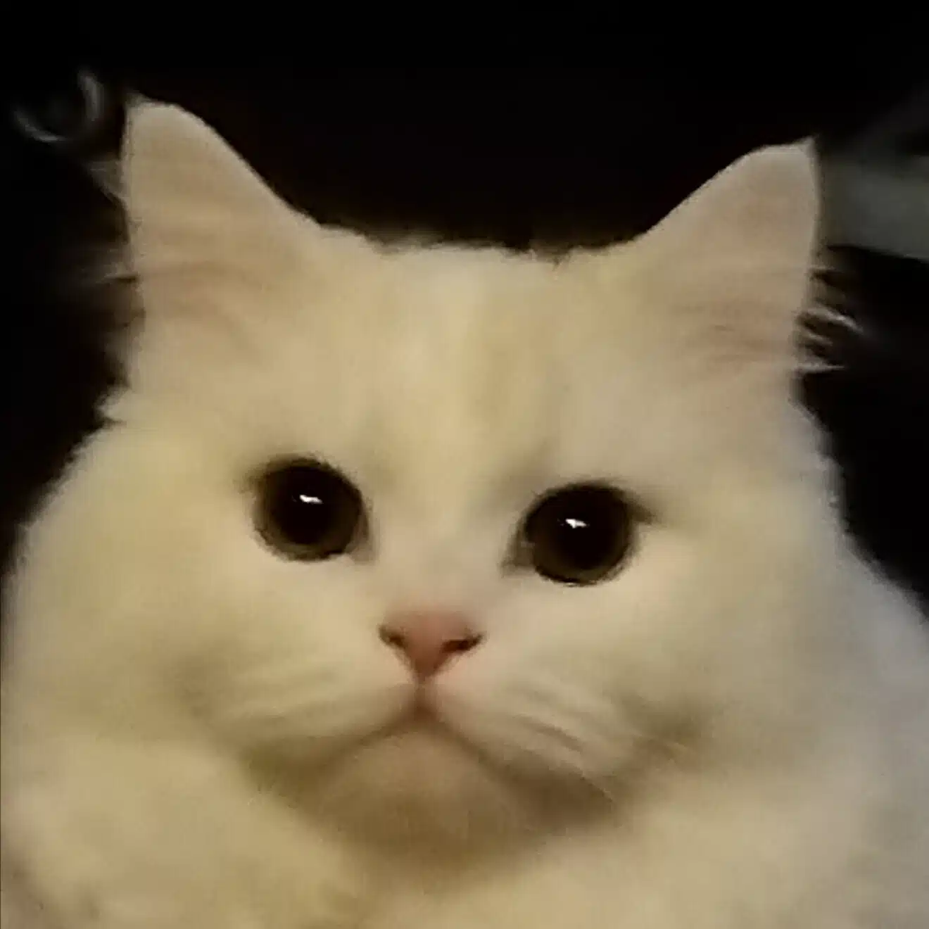 niconeko🐾