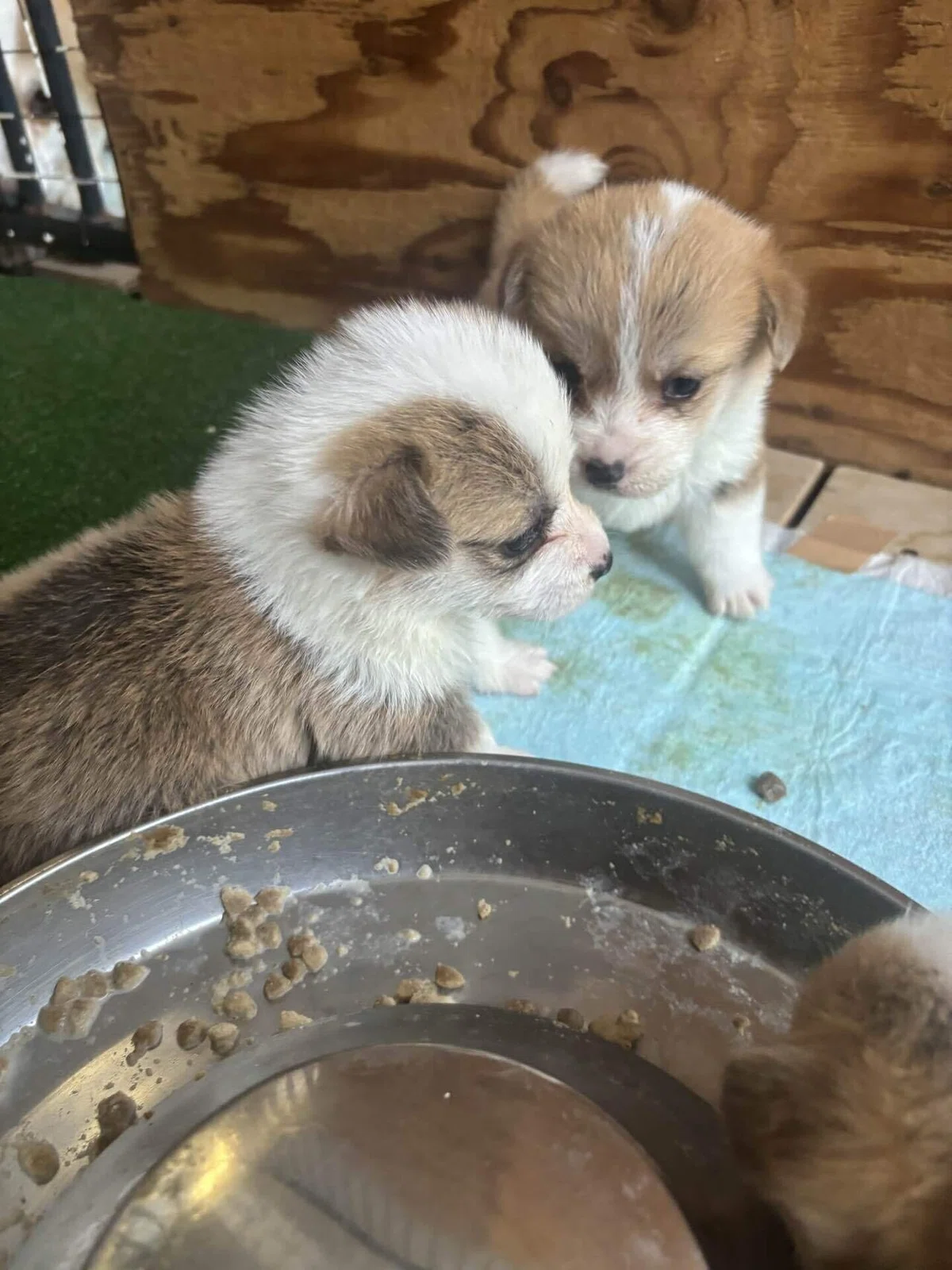 仔犬、生まれてます(´⊙ω⊙`)|駿府天海荘