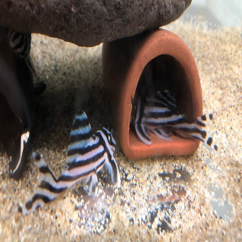 インペリアルゼブラプレコの飼育方法｜だんごむし。／趣味熱帯魚ブリーダー