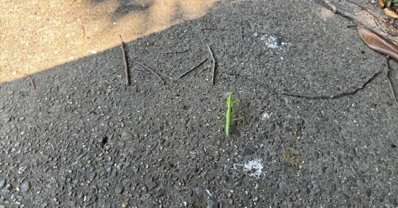 2025年-8月40℃なAugust・・・昆虫模様：カマキリの