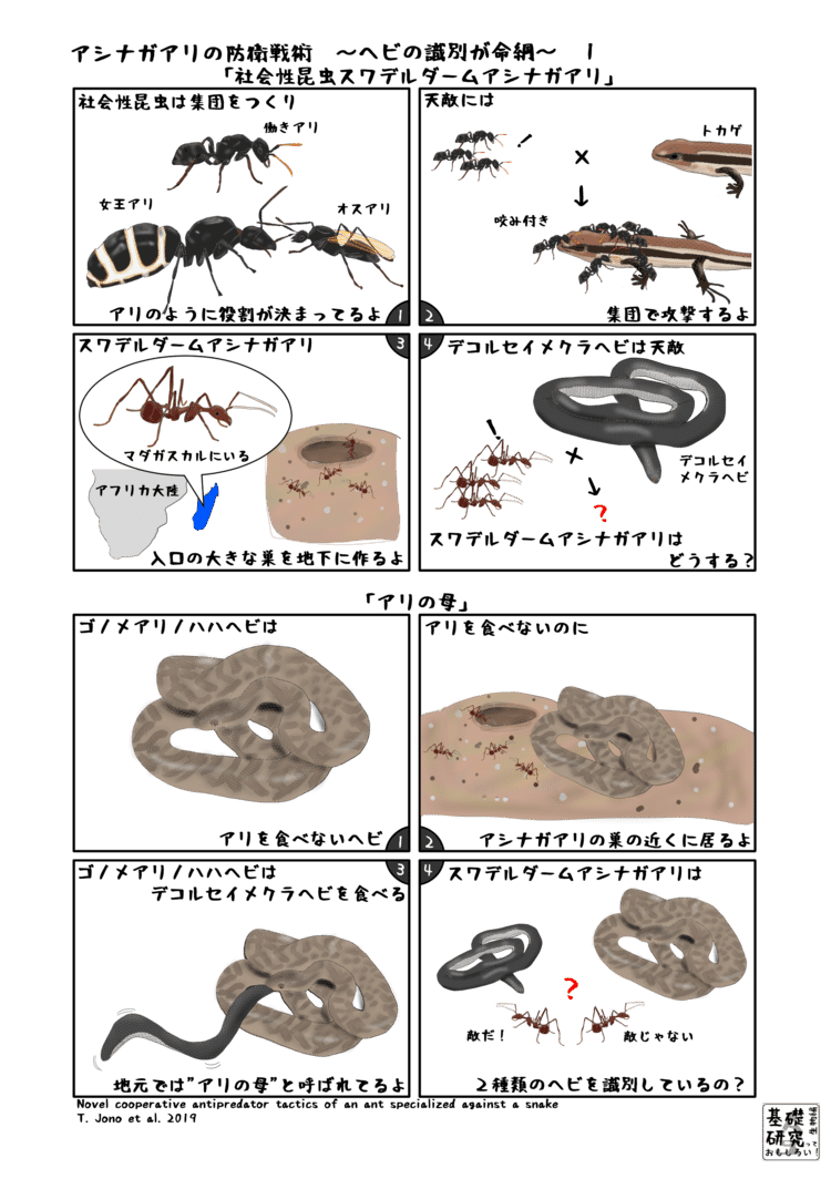 アシナガアリの防衛戦術 ヘビの識別が命綱 かわいせーざん 基礎研究っておもしろい 生物編 Note アシナガアリの防衛戦術 ヘビの識別が命綱 かわいせーざん 基礎研究っておもしろい 生物編 Note