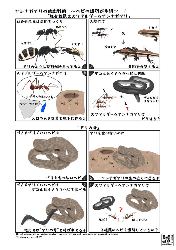 アシナガアリの防衛戦術 ヘビの識別が命綱 かわいせーざん 基礎研究っておもしろい 生物編 Note