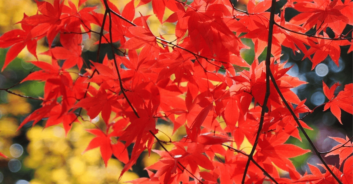 紅葉「い・ろ・は」 大切な想い出。秋 ◽️秋保大滝 2024/11 別日の秋保大滝🍁 この日は小雨が降って