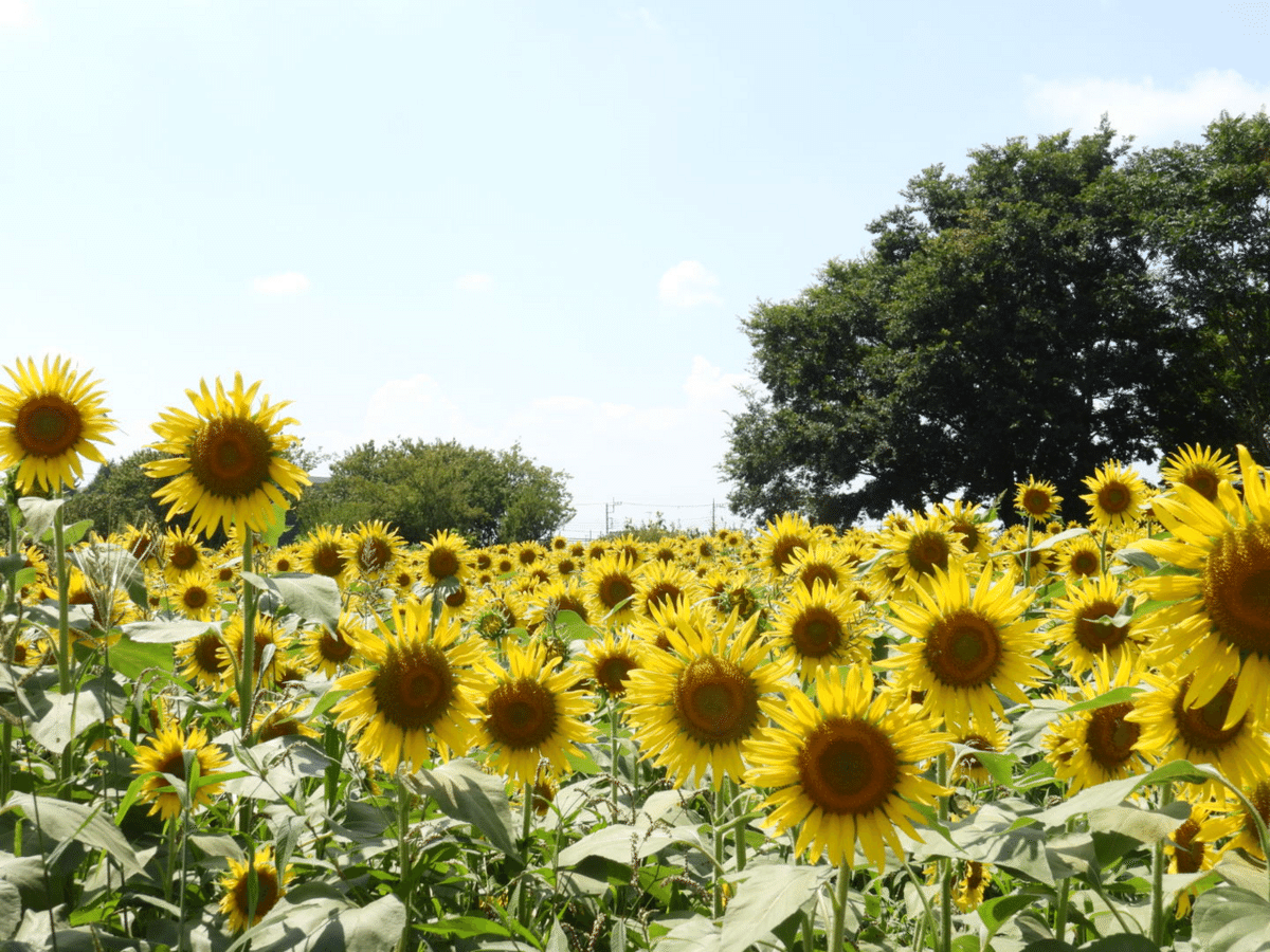 ひまわり畑🌻（清瀬と三ヶ島）｜かなぴす