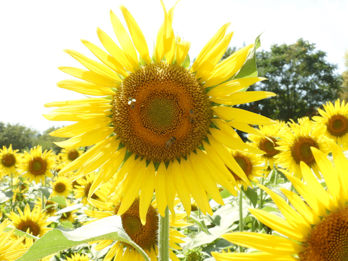 ひまわり畑🌻（清瀬と三ヶ島）｜かなぴす