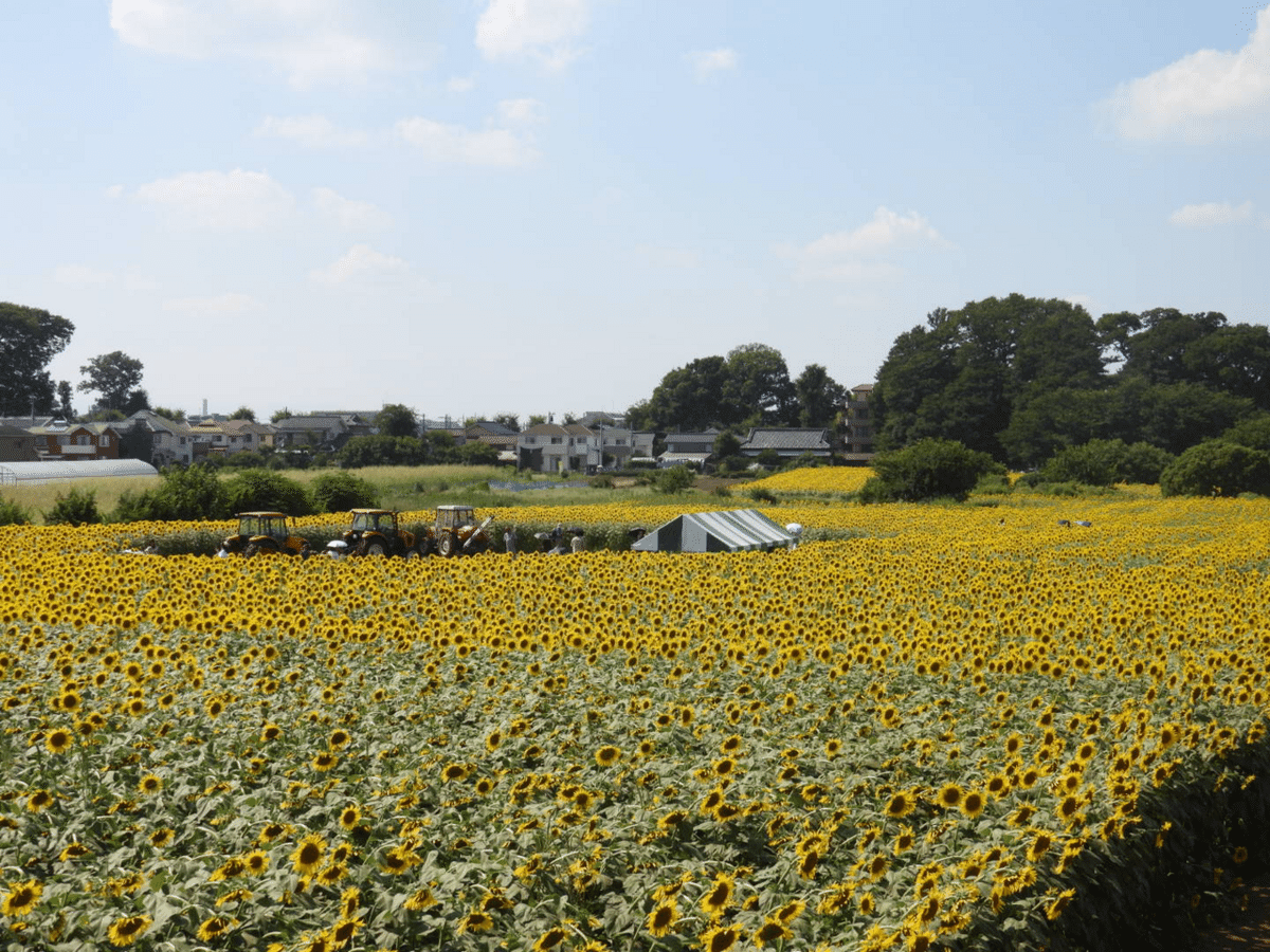 ひまわり畑🌻（清瀬と三ヶ島）｜かなぴす