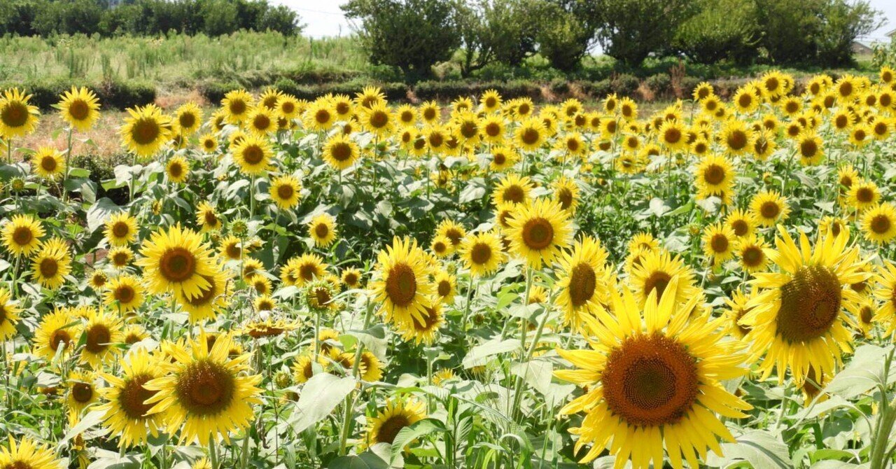 mitukiさま専用 黄昏のひまわり畑ほか　3点おまとめ ひまわり畑🌻（清瀬と三ヶ島）｜かなぴす