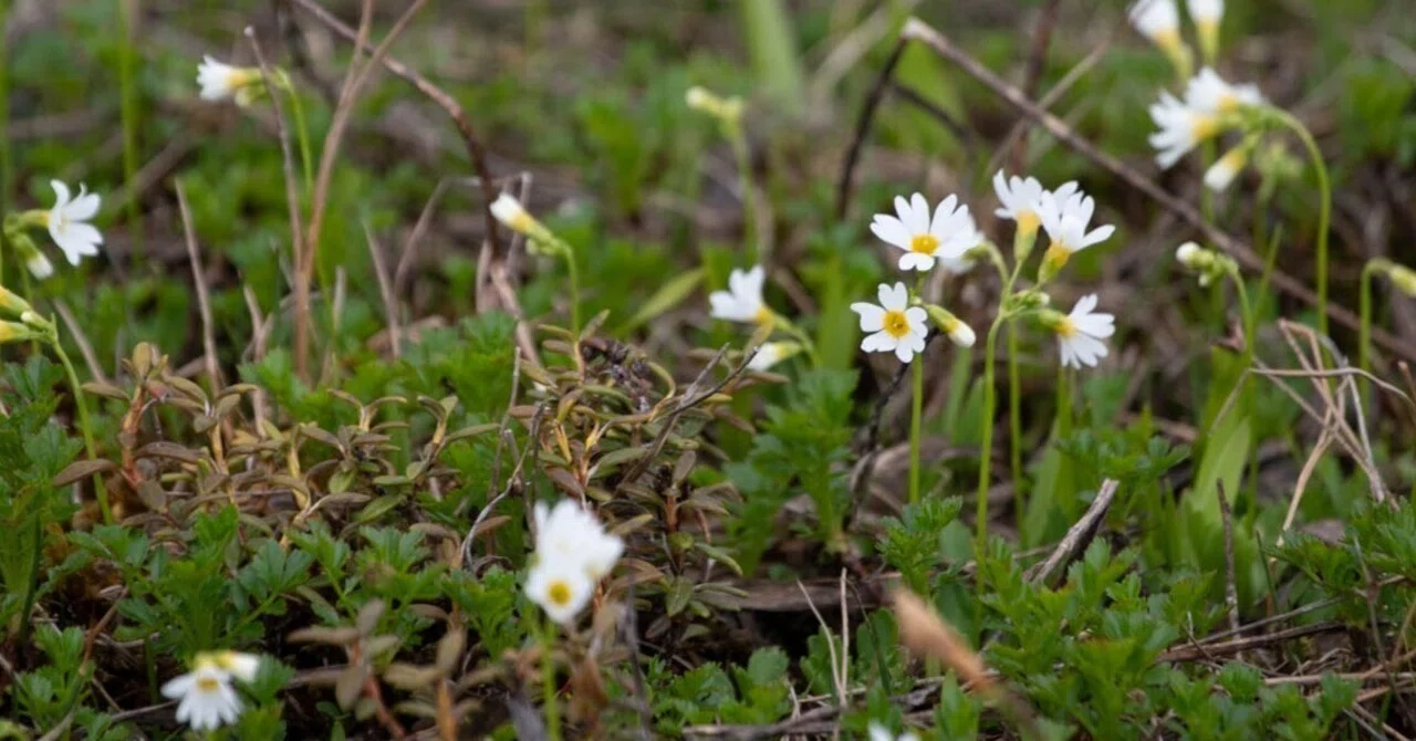 Primrose Relatives 16: Primula nipponica｜SOUNION