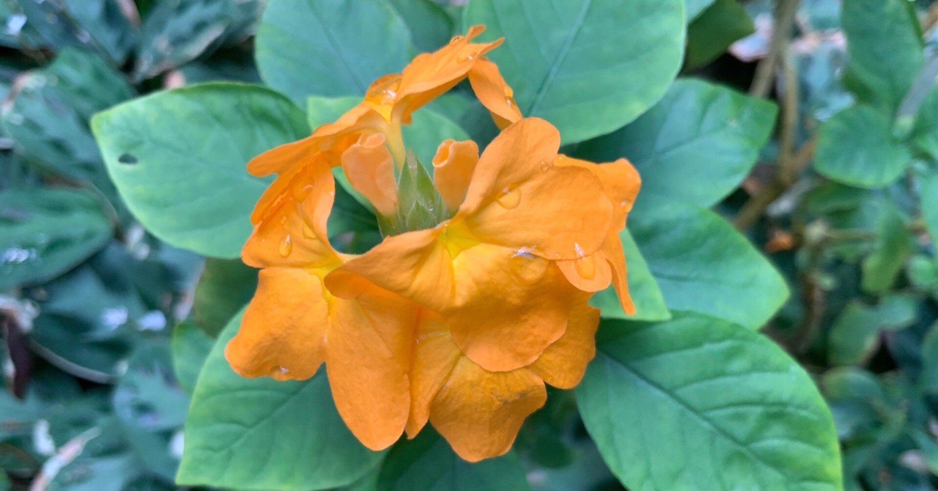 クロッサンドラ（京都府立植物園）：2025年11月15日（土）｜藤井秀昭