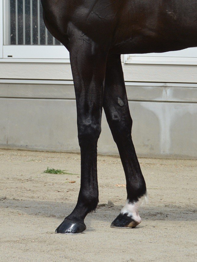血統 馬体講座 アーヴィンド Jrdb 競馬アラカルト Note