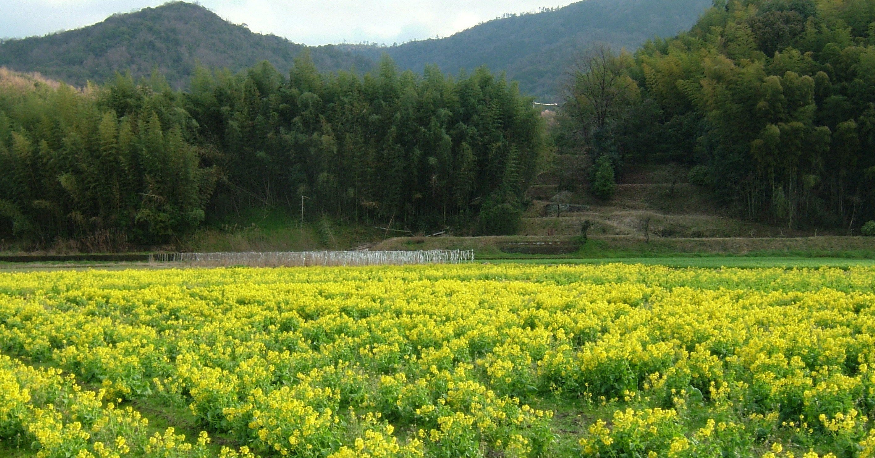 あんときのデジカメ 讃岐は菜の花の里 with FUJIFILM FinePix F700