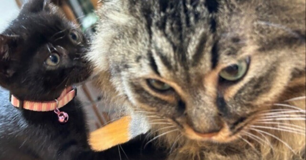 いつもポッケに「猫たち」を！！ （肉球の1）ニャンズの挨拶