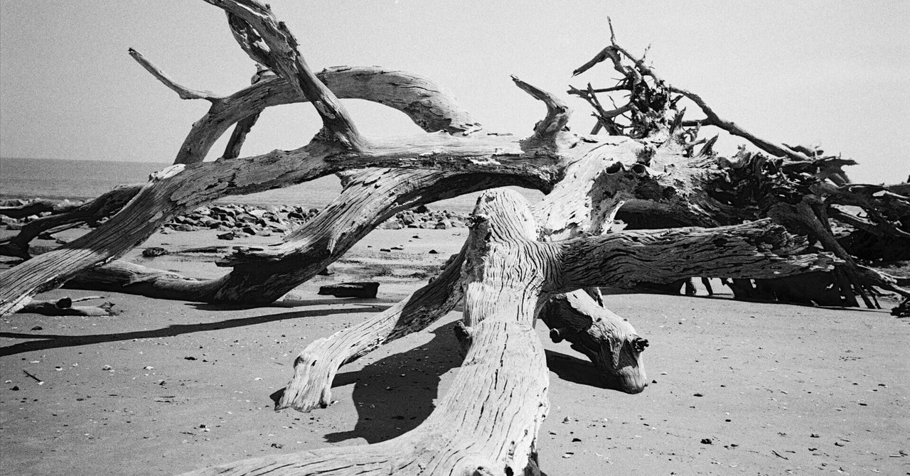 流木の聖地、DriftwoodをElmarit-M 28mm F2.8 ASPH.で撮ってみた -1 流木の聖地、DriftwoodをElmarit-M 28mm F2.8 ASPH.で撮ってみた -1