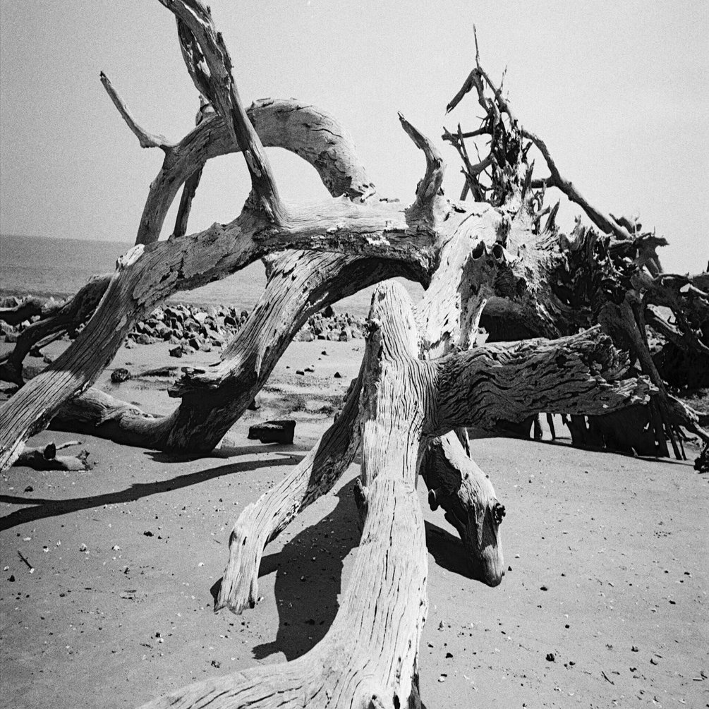 流木の聖地、DriftwoodをElmarit-M 28mm F2.8 ASPH.で撮ってみた -1