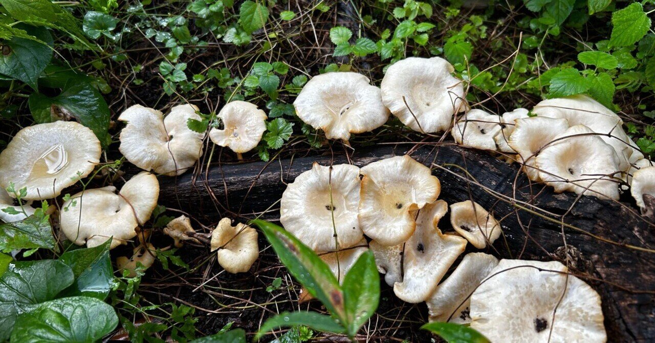 冬虫夏草  アボカド 西日本の冬虫夏草 1