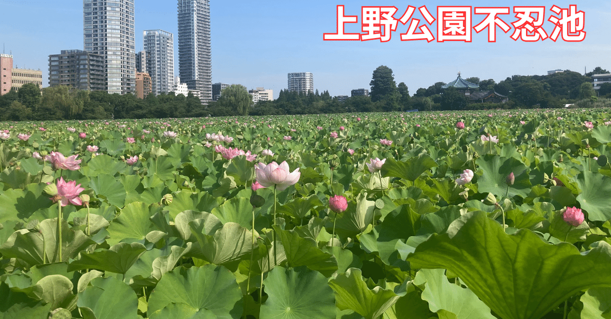 不忍池の蓮の花：夏の朝の絶景｜レノン