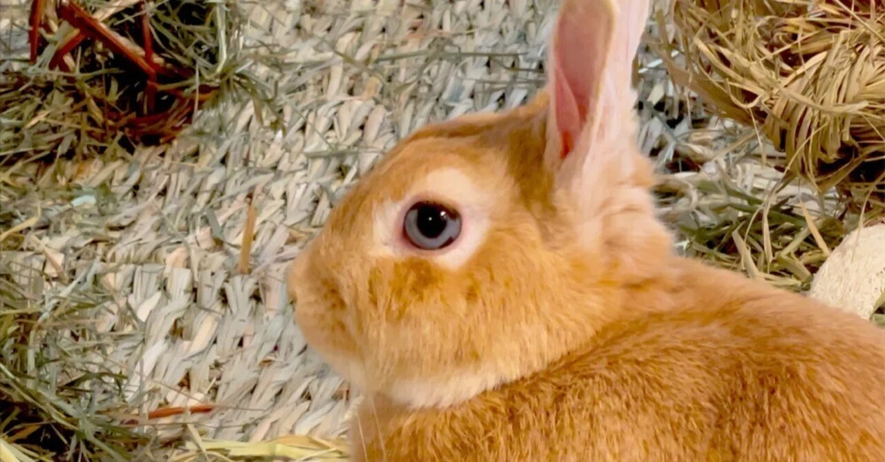 ひょっとして遠視なんじゃ？…うさぎの目について感じるいくつかのお話