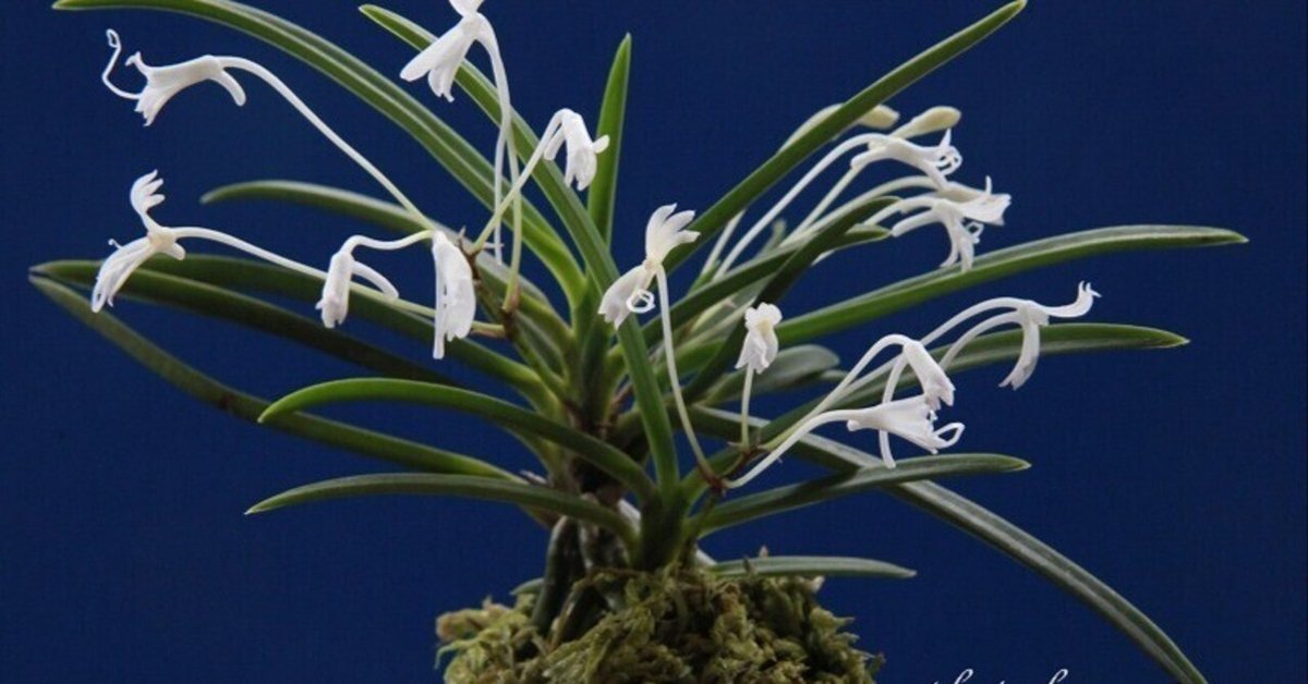 富貴蘭　龍宮城(子) 富貴蘭 龍宮城(子) 富貴蘭Archives - New World Orchids