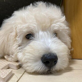 日本人やめたら自由になった