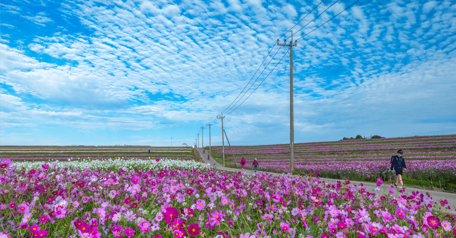 三光コスモス祭りの舞台裏に潜入〜日本最大級のコスモス園ができるまで