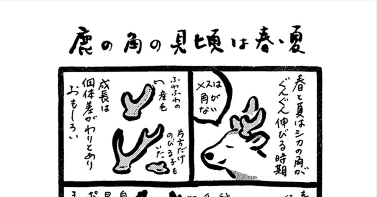 夏の奈良だより】 鹿も見頃がある…？｜あめげんば｜Ame Gemba