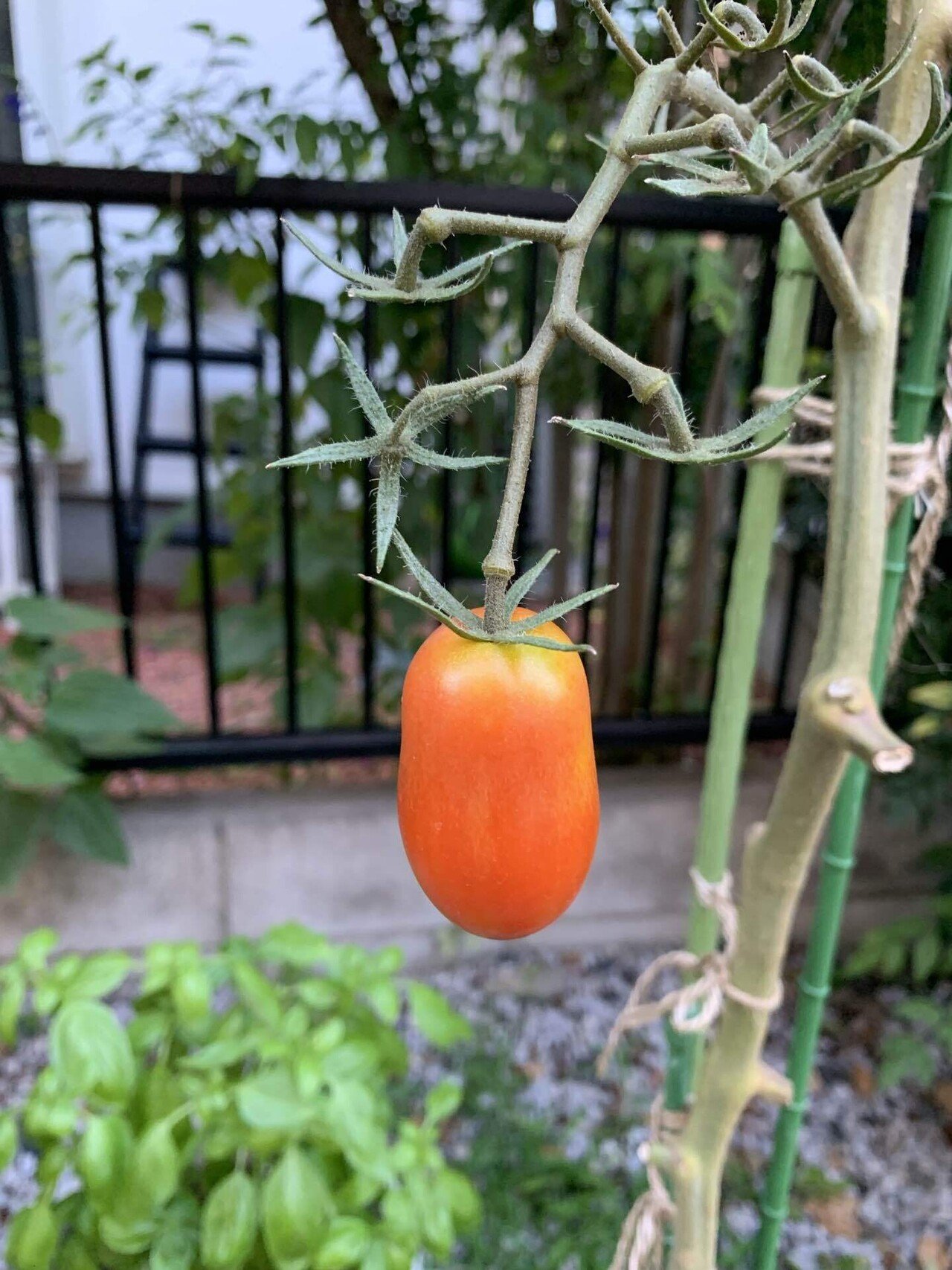 シーズン27 DAY502🌞｜まり蔵