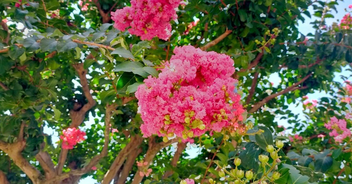 夏のお花❤︎サルスベリピンク サルスベリの花(夏の1コマ)|PTAかいちょーさん