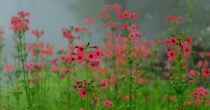 真っ赤な花が映えるクリンソウ Hhaannaaiihh Note