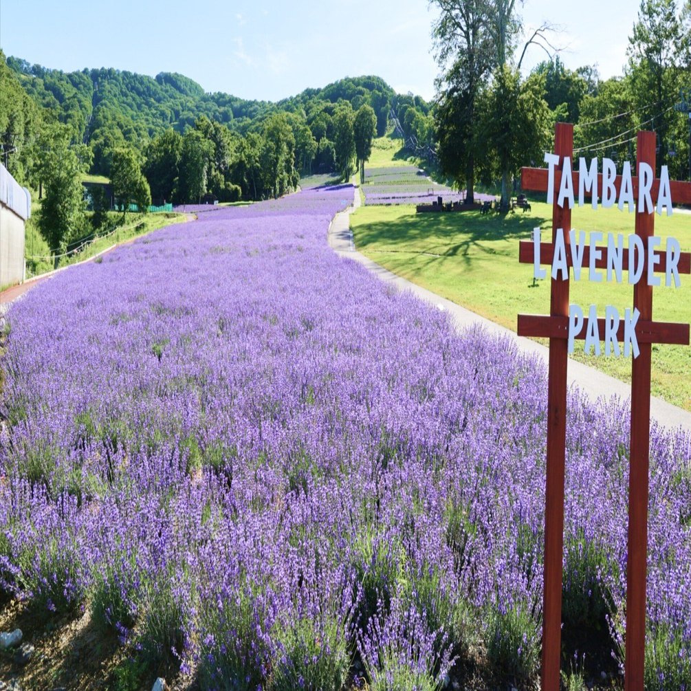 たんばらラベンダーパークへ行く | 関東最大級ラベンダー畑🪻｜かぬ