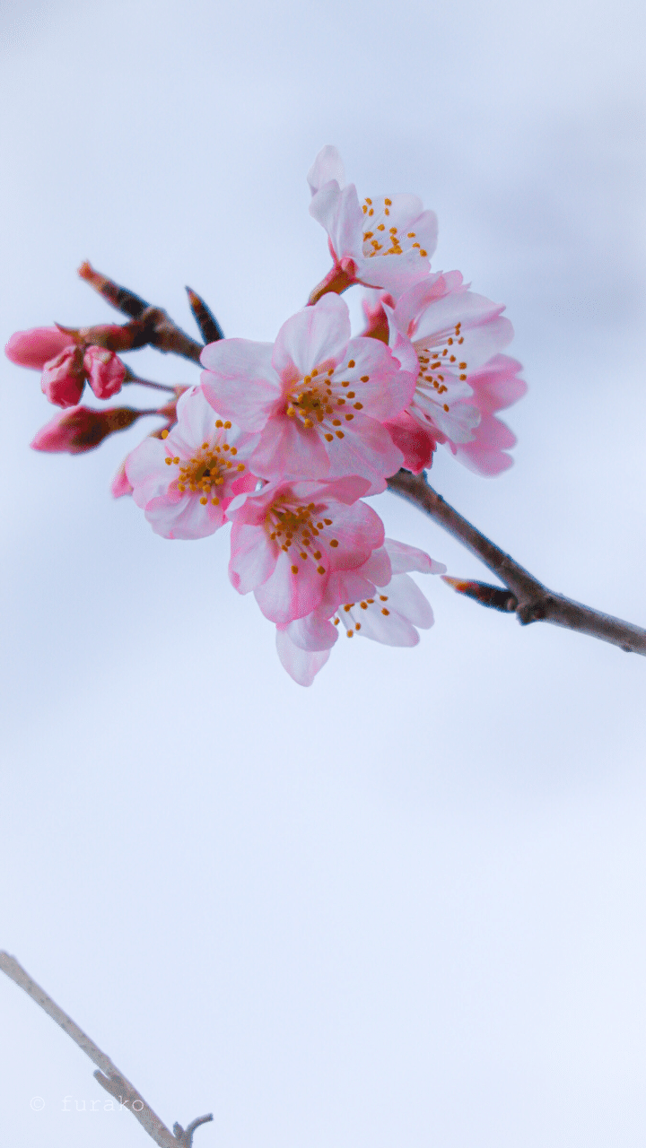 早桜 ふらこ Note 早桜 ふらこ Note