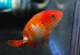 金魚飼育のえとせとら…30cm水槽に金魚2匹入れてみた。。｜りゅうちゃん