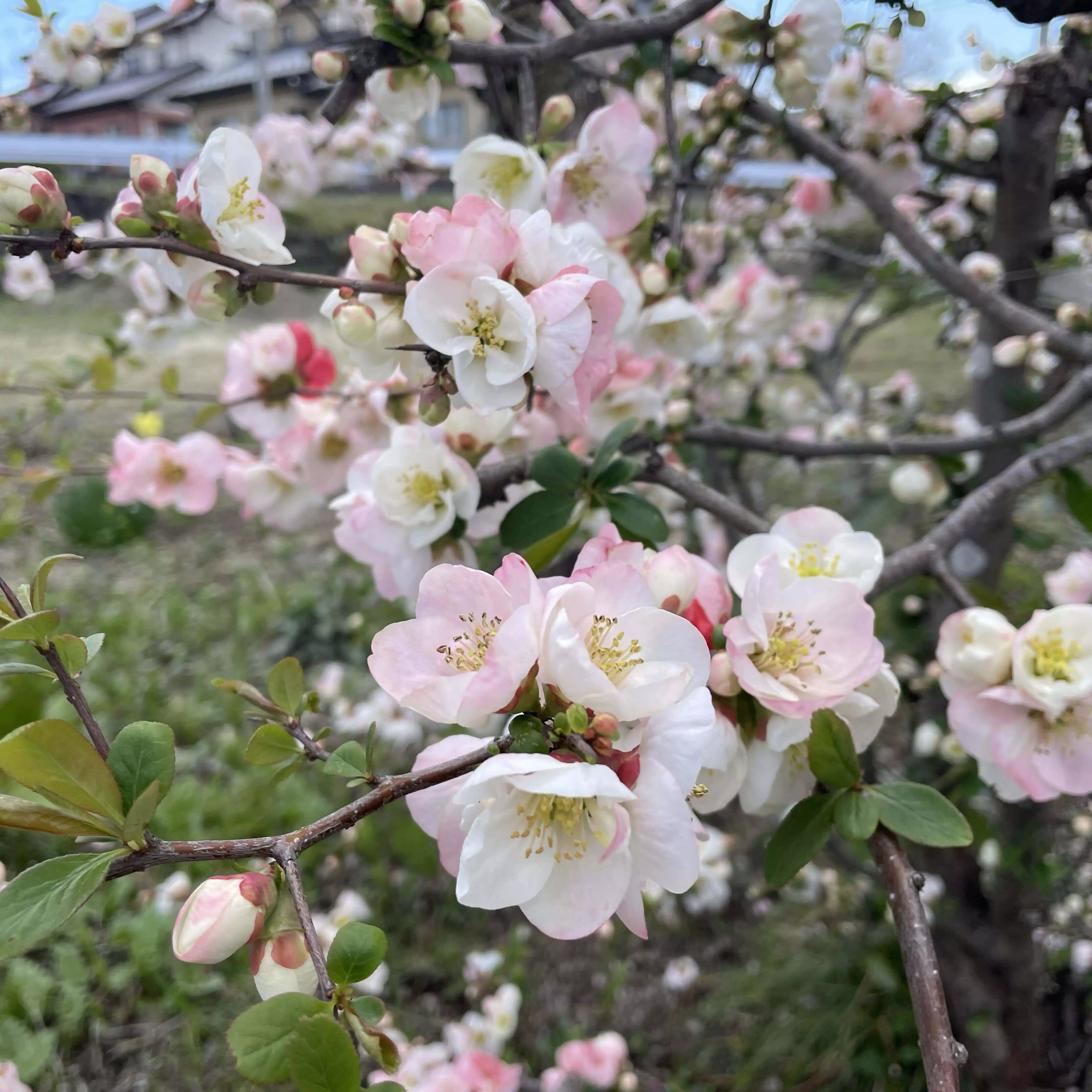 私織