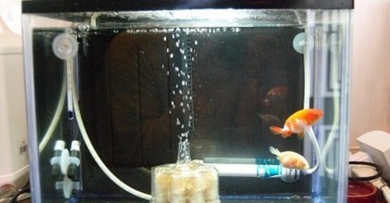 金魚飼育のえとせとら…30cm水槽に金魚2匹入れてみた。。｜りゅうちゃん 