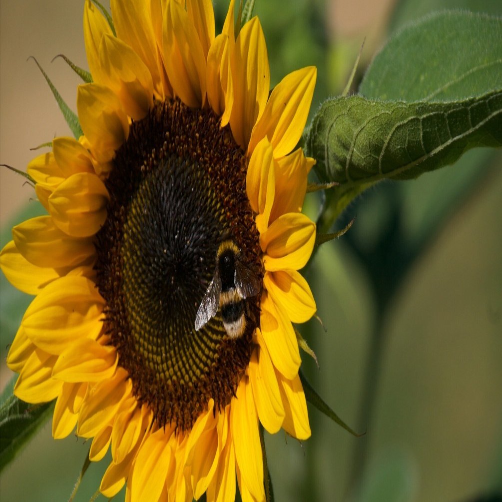 ヒマワリ（向日葵）＊Sonnenblume｜まり＊花追い人