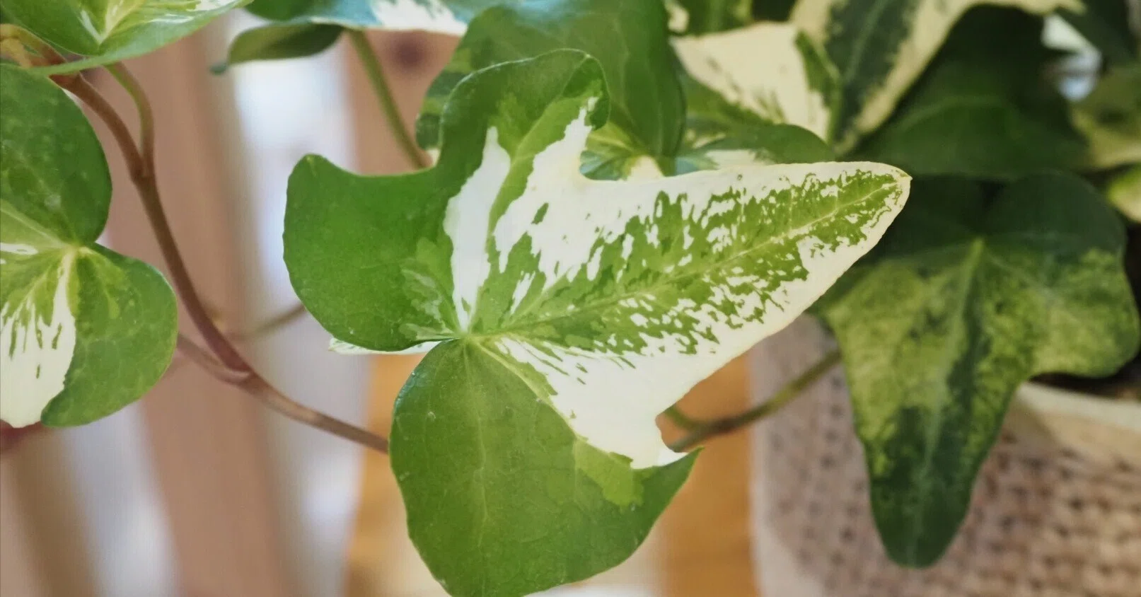 植物記録【アイビー】｜iina magazine