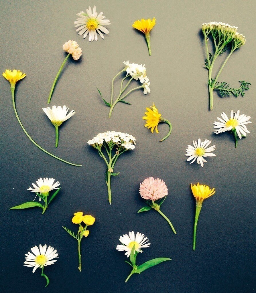 10月のフィンランド まだまだ花が咲いている 小さな花だけど 心に大きな幸せをくれる 今週から最高気温 が10度を切るようになった 最近は毎日晴れてて気持ち良いけど お昼の気温は5度で息はもう白い 最低 Minori Note