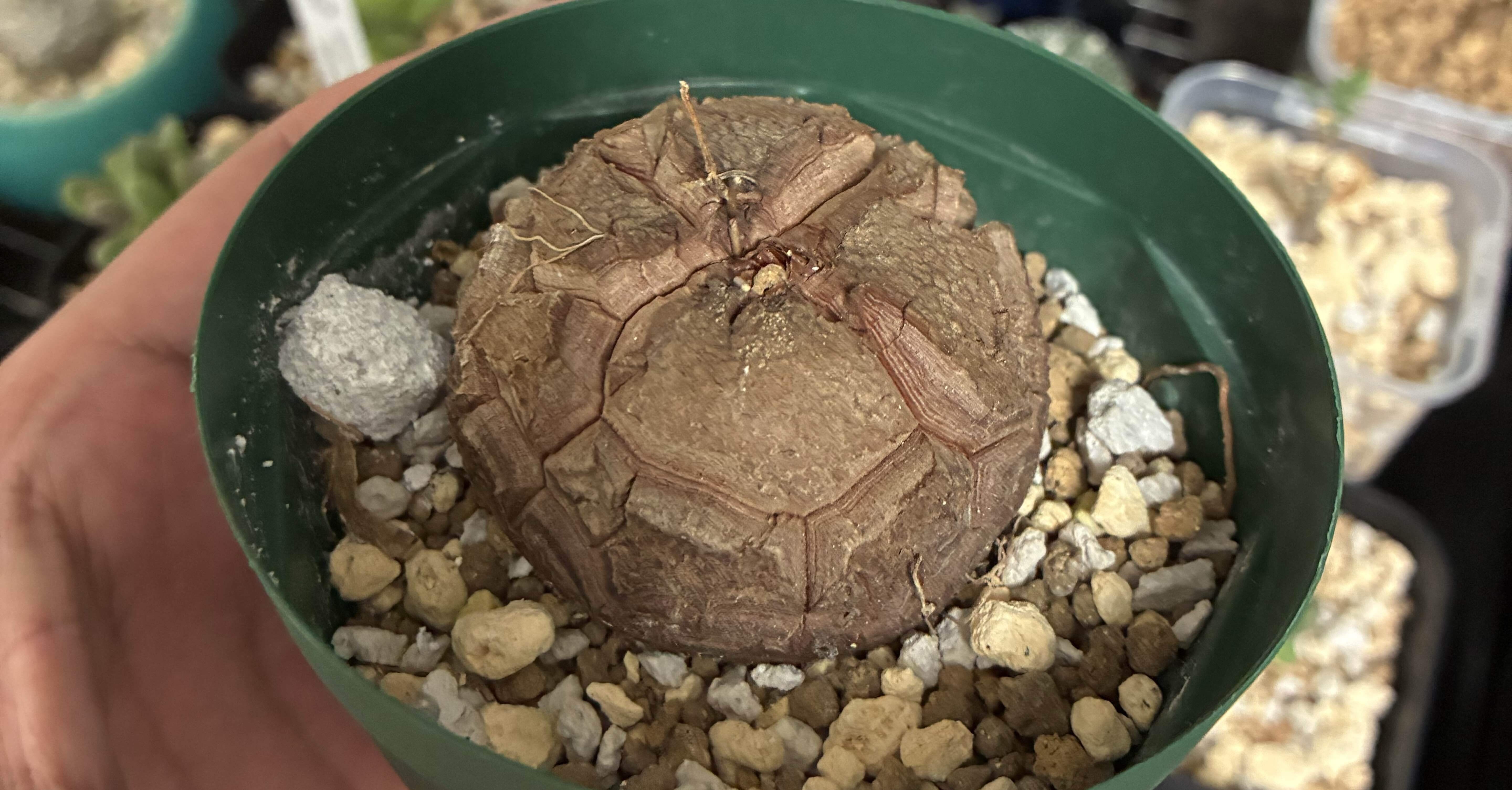 亀甲竜　実生　大株 fit=scale-down,w=1200