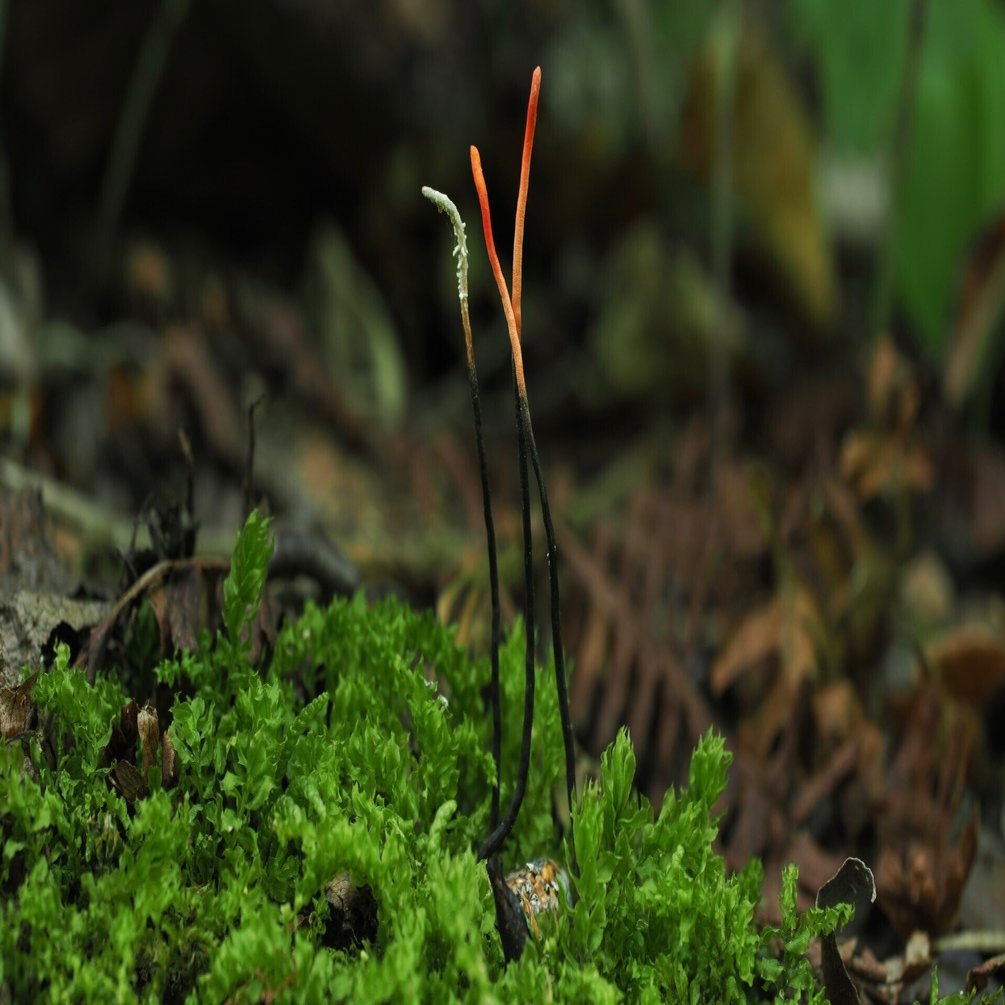 かなり珍しい！？冬虫夏草 【奥入瀬 25/8/4】｜奥入瀬日和@星野リゾート
