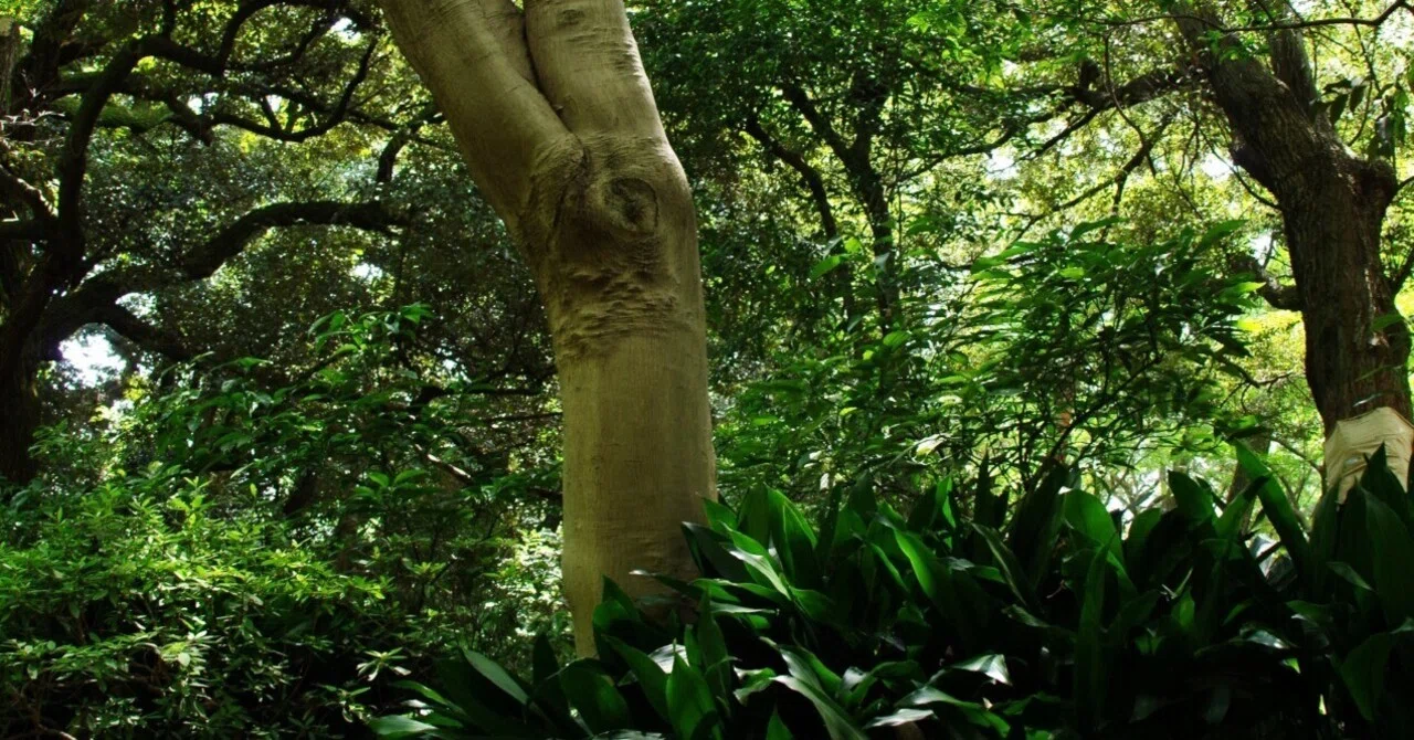 お散歩写真記 ＃24｜tomitomi_otomi